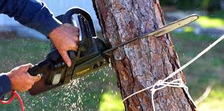 Best Tree Mulching  in Bealeton, VA