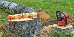 Best Tree Cabling and Bracing  in Bealeton, VA