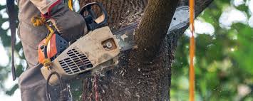 Best Tree Health Inspection  in Bealeton, VA
