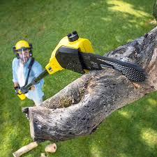 Best Hazardous Tree Removal  in Bealeton, VA