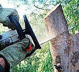  Bealeton, VA Tree Services Pros