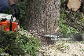 Best Utility Line Clearance  in Bealeton, VA
