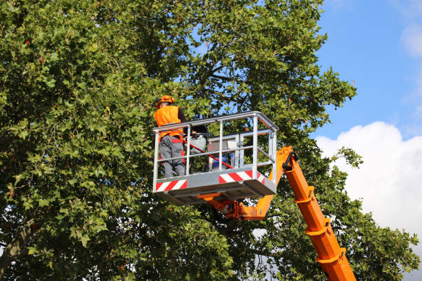 Best Pest Control for Lawns  in Bealeton, VA