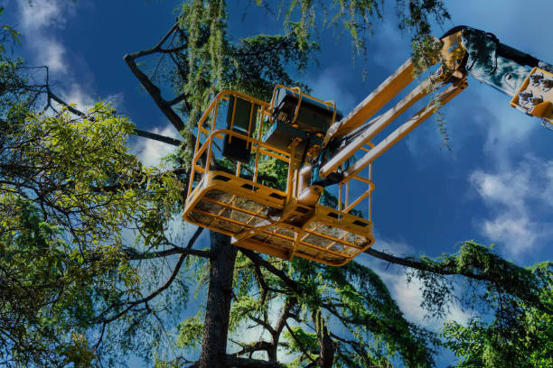 Best Aeration Services  in Bealeton, VA