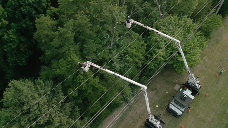 Best Commercial Tree Services  in Bealeton, VA
