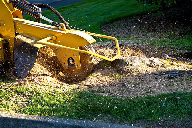 Best Tree Trimming and Pruning  in Bealeton, VA