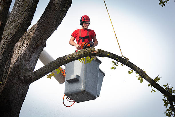 How Our Tree Care Process Works  in  Bealeton, VA