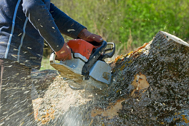Lawn Watering Services in Bealeton, VA