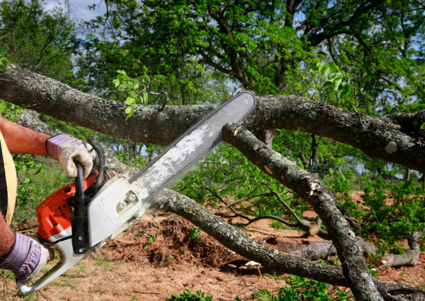 Professional Tree Services in Bealeton, VA